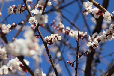 Bir ağaçta çiçek açan bahar, beyaz çiçekler.