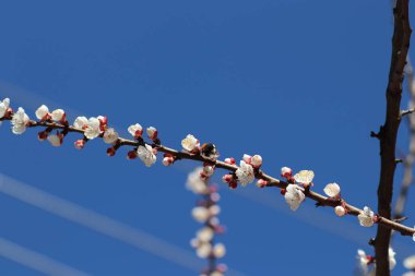 Bir ağaçta çiçek açan bahar, beyaz çiçekler.