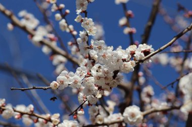 Bir ağaçta çiçek açan bahar, beyaz çiçekler.