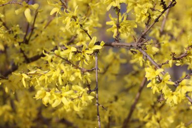Bir ağaçta açan çiçekler, sarı çiçekler.