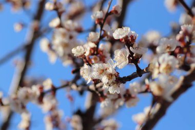 Bir ağaçta çiçek açan bahar, beyaz çiçekler.