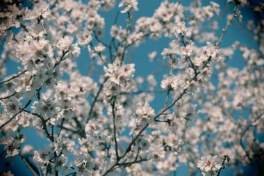 Bir ağaçta çiçek açan bahar, beyaz çiçekler.