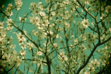 Bir ağaçta çiçek açan bahar, beyaz çiçekler.