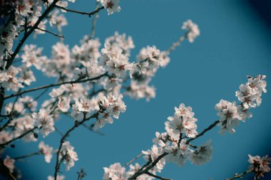 Bir ağaçta çiçek açan bahar, beyaz çiçekler.