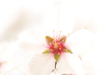 Bir ağaçta çiçek açan bahar, beyaz çiçekler.