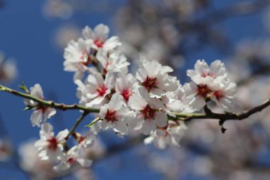 Bir ağaçta çiçek açan bahar, beyaz çiçekler.