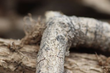 kuru kabuk dokusu, ahşap arkaplan