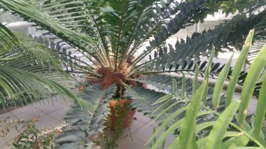 Botanik bahçesinin gizemli bitkileri