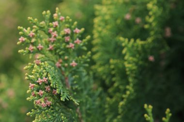 Parkın çiçek tarlasında çiçekler, yazın yeşil.