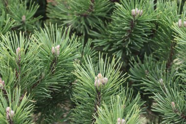 Büyük tüylü mavi ladin berrak gökyüzüne karşı