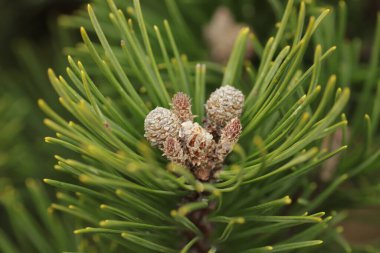 Büyük tüylü mavi ladin berrak gökyüzüne karşı