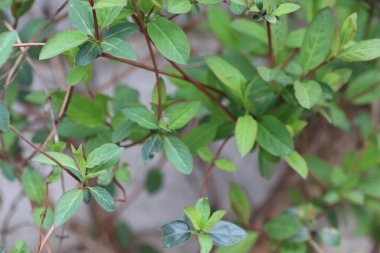 yeşil yapraklar arka planda, genç yeşil yapraklar baharda
