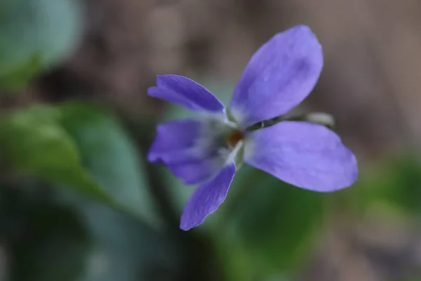 Belles Petites Fleurs Bleues Printemps Dans Forêt — Photo