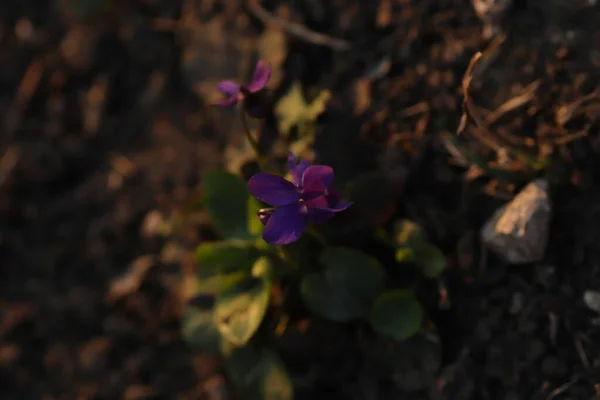 Schöne Kleine Blaue Blüten Frühling Wald — Stockfoto