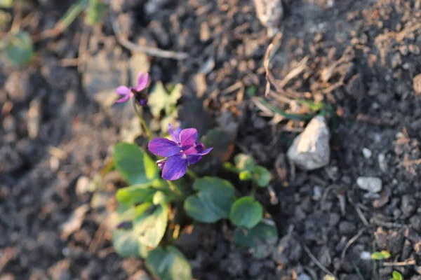 Lkbaharda Ormanda Güzel Mavi Çiçekler — Stok fotoğraf