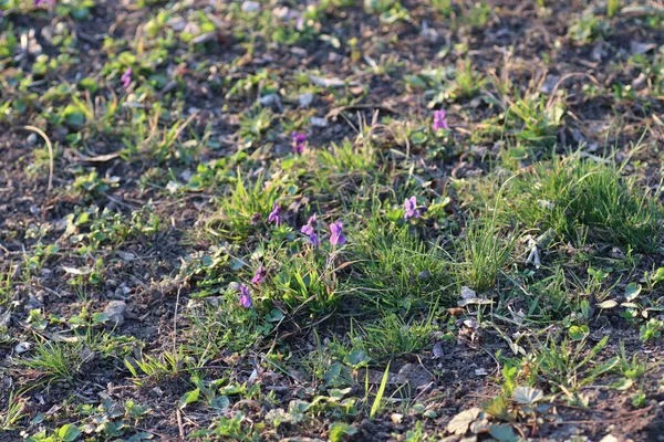 Lindas Pequenas Flores Azuis Primavera Floresta — Fotografia de Stock