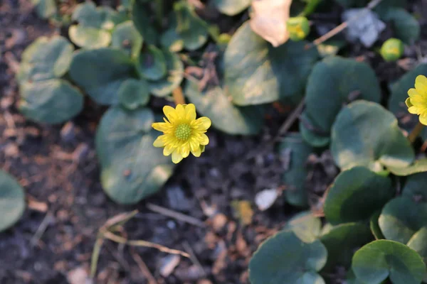 Lindas Pequenas Flores Amarelas Primavera Canteiro Flores — Fotografia de Stock