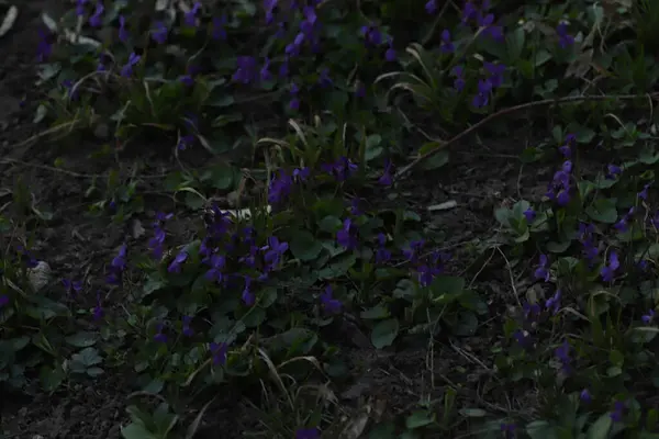 Piękne Małe Niebieskie Kwiaty Wiosną Lesie — Zdjęcie stockowe