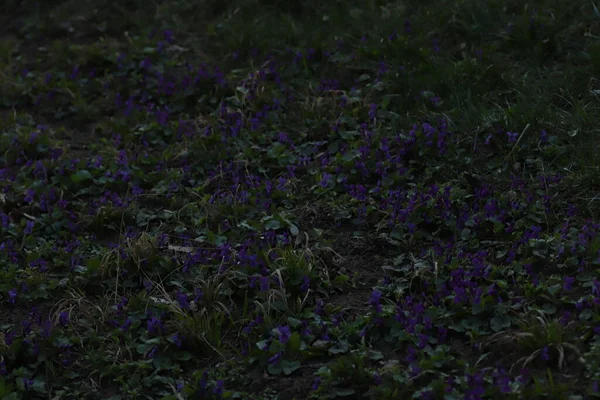 Lkbaharda Ormanda Güzel Mavi Çiçekler — Stok fotoğraf
