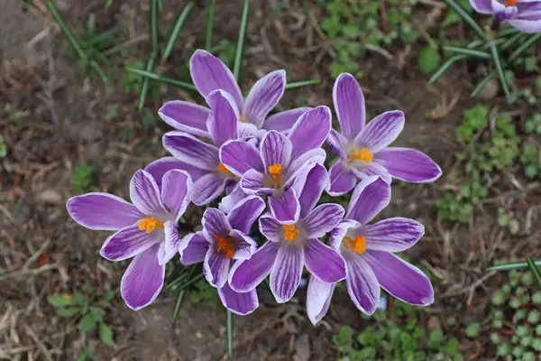 Schöne Lila Blüten Frühling Blumenbeet — Stockfoto