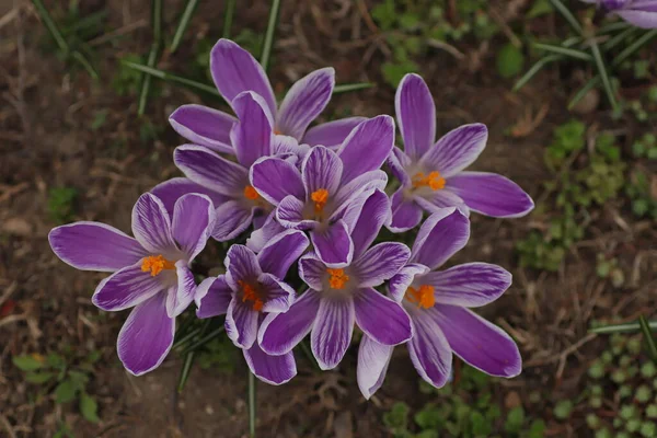 Beautiful Purple Flowers Spring Flowerbed — Stock Photo, Image