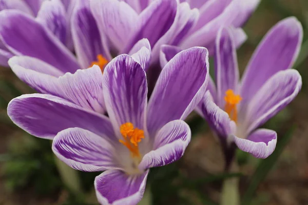 Schöne Lila Blüten Frühling Blumenbeet — Stockfoto