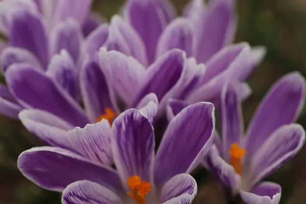 Красивые Фиолетовые Цветы Весной Клумбе — стоковое фото