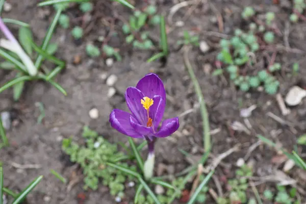 Schöne Lila Blüten Frühling Blumenbeet — Stockfoto