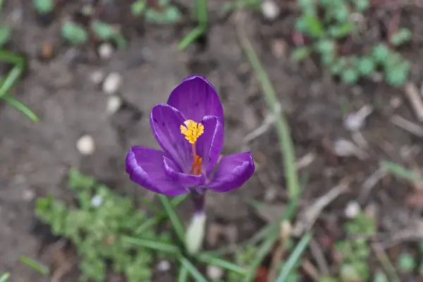 Schöne Lila Blüten Frühling Blumenbeet — Stockfoto