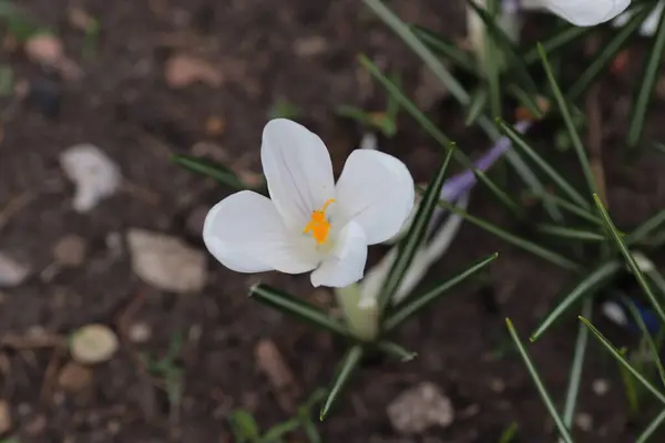Schöne Weiße Blüten Frühling Blumenbeet — Stockfoto