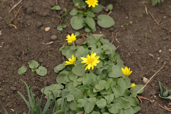 Piękne Małe Żółte Kwiaty Wiosną Kwietniku — Zdjęcie stockowe
