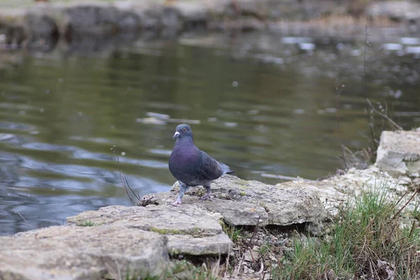 Pigeon Walk Lake Fence — Stock Photo, Image