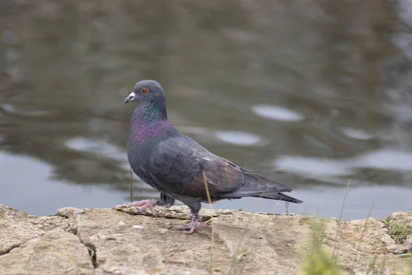 Pigeon Walk Lake Fence — Stock Photo, Image