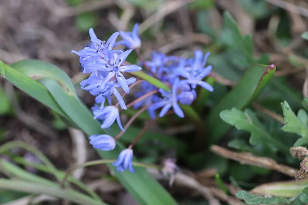 Schöne Kleine Blaue Blüten Frühling Wald — Stockfoto