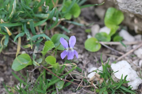 Kleine Blaue Blüten Sprießen Über Einem Stein Oder Betonstufen — Stockfoto