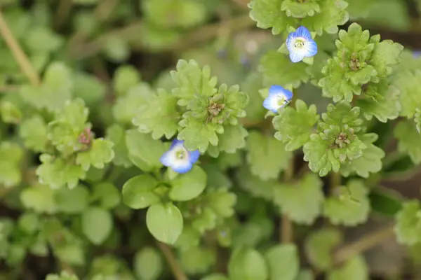 Azul Pequenas Flores Calmantes Como Belo Fundo Verde — Fotografia de Stock