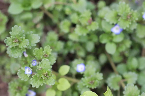 Kék Kis Nyugtató Virágok Mint Egy Gyönyörű Zöld Háttér — Stock Fotó