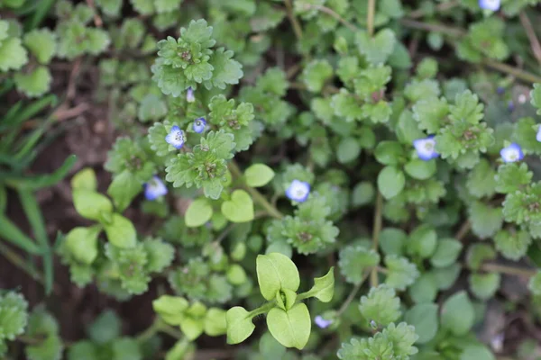 Blaue Kleine Beruhigende Blumen Wie Ein Schöner Grüner Hintergrund — Stockfoto