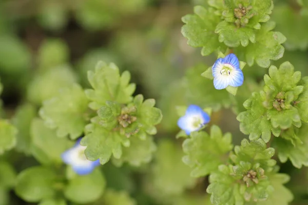 Blaue Kleine Beruhigende Blumen Wie Ein Schöner Grüner Hintergrund — Stockfoto