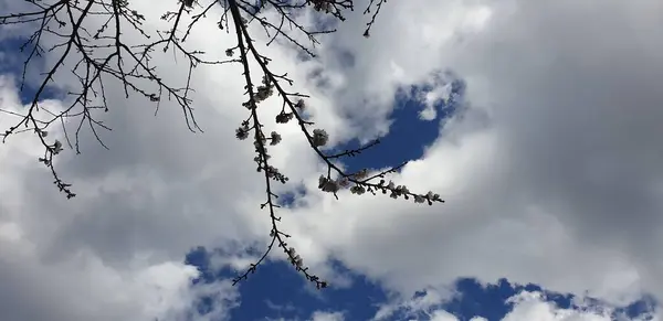Bahar Ağacı Dalları Mavi Gökyüzüne Beyaz Bulutlara Karşı — Stok fotoğraf