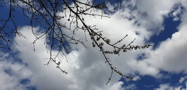 Bahar Ağacı Dalları Mavi Gökyüzüne Beyaz Bulutlara Karşı — Stok fotoğraf