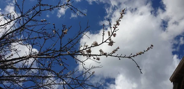 Ramas Árboles Primavera Contra Cielo Azul Las Nubes Blancas — Foto de Stock