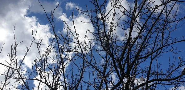 春天的树枝在蓝天和白云的映衬下 — 图库照片