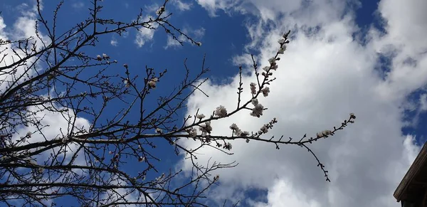 Весняні Гілки Дерев Тлі Блакитного Неба Білих Хмар — стокове фото