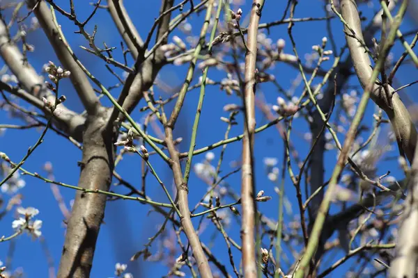 Floración Primaveral Las Flores Sobre Árbol Las Flores Blancas — Foto de Stock