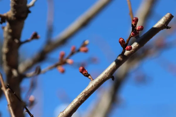 Les Arbres Fleurs Début Saison Chaude — Photo