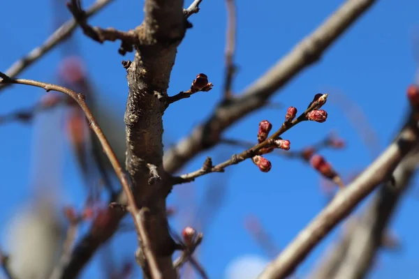 Les Arbres Fleurs Début Saison Chaude — Photo