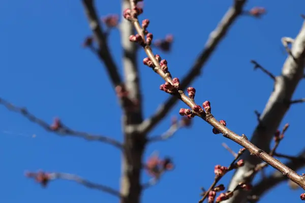 Çiçek Açan Ağaçlar Ilık Mevsimin Başlangıcında — Stok fotoğraf