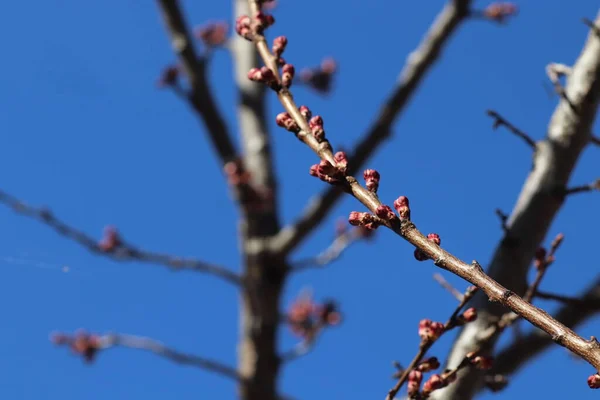 Blomstrende Trær Starten Den Varme Årstiden – stockfoto