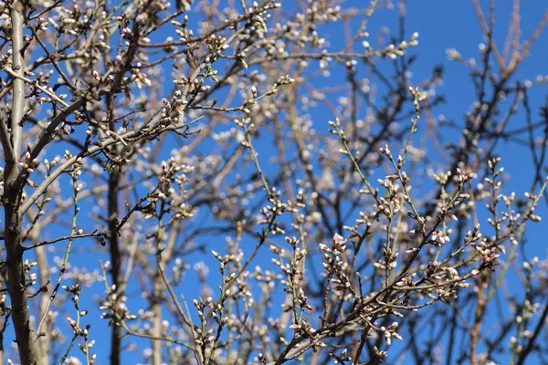 Bir Ağaçta Çiçek Açan Bahar Beyaz Çiçekler — Stok fotoğraf